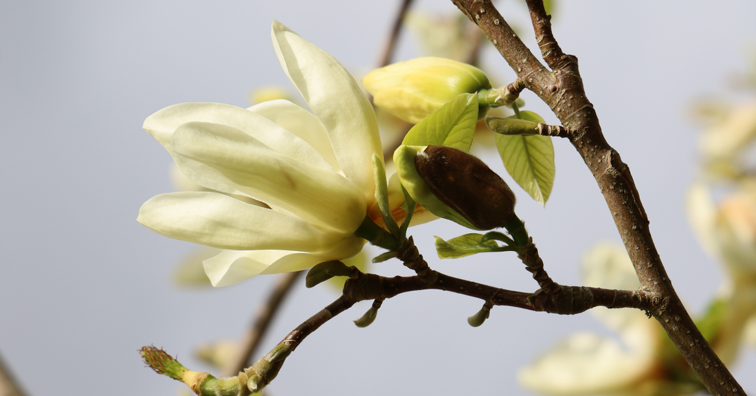 Magnolia Officinalis Bark Extract: How Can It Benefit Your Skin?