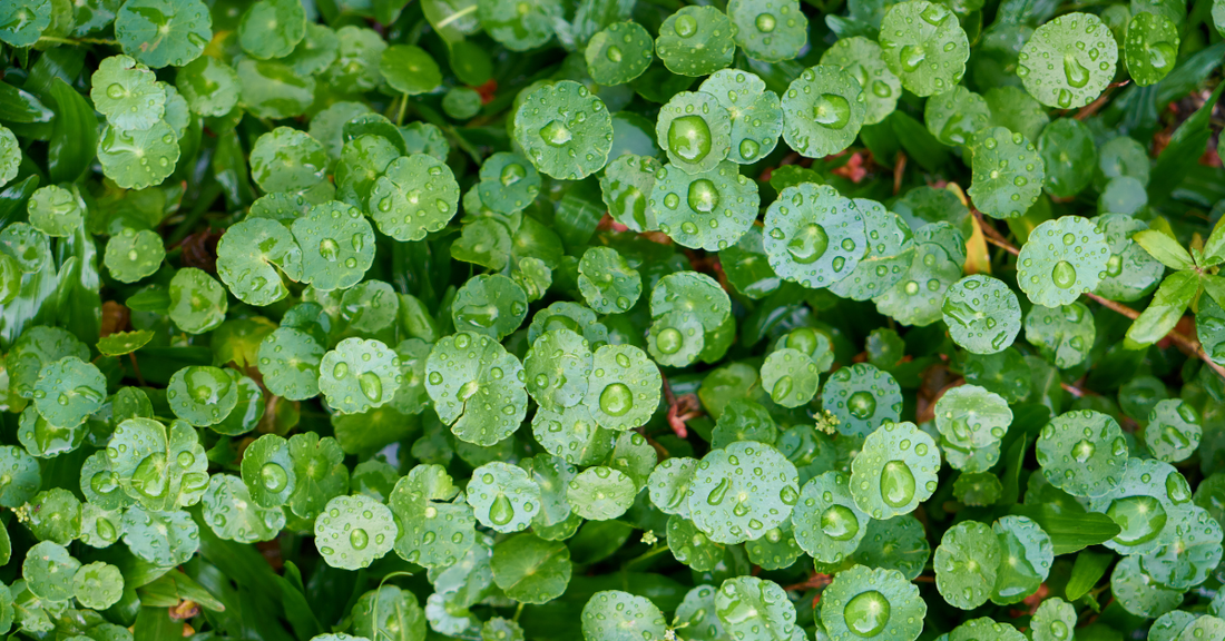 CICA Centella Asiatica skincare