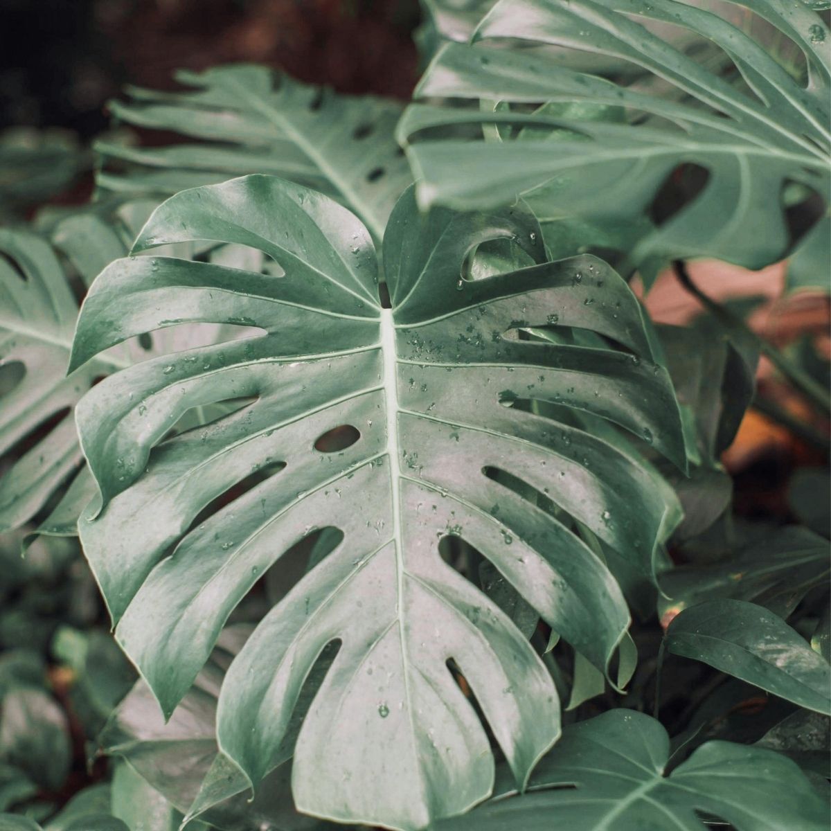 Natural botanical ingredient symbol – BATHEIA skincare powered by nature and science.